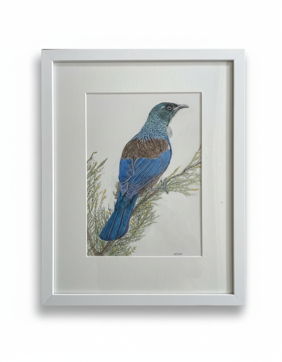 New Zealand Tui - Framed Drawing