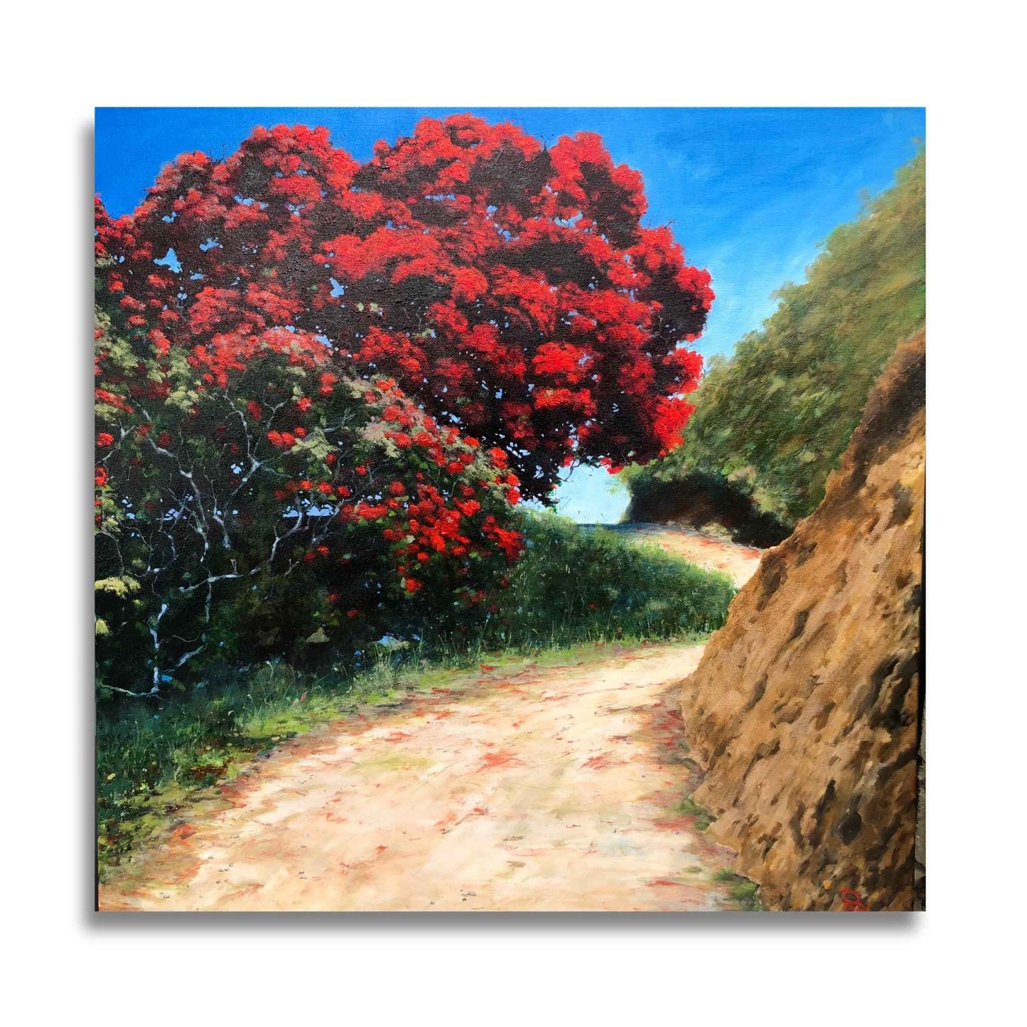 Pohutukawa, Mt. Maunganui