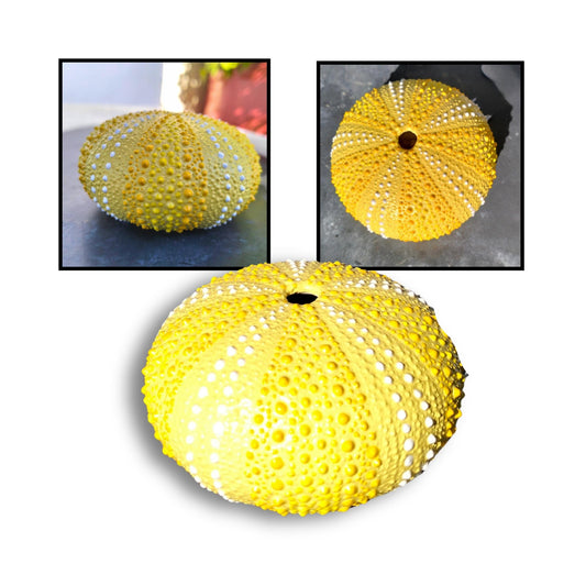 Yellow and soft white painted kina shell by Steffi Tregenna.