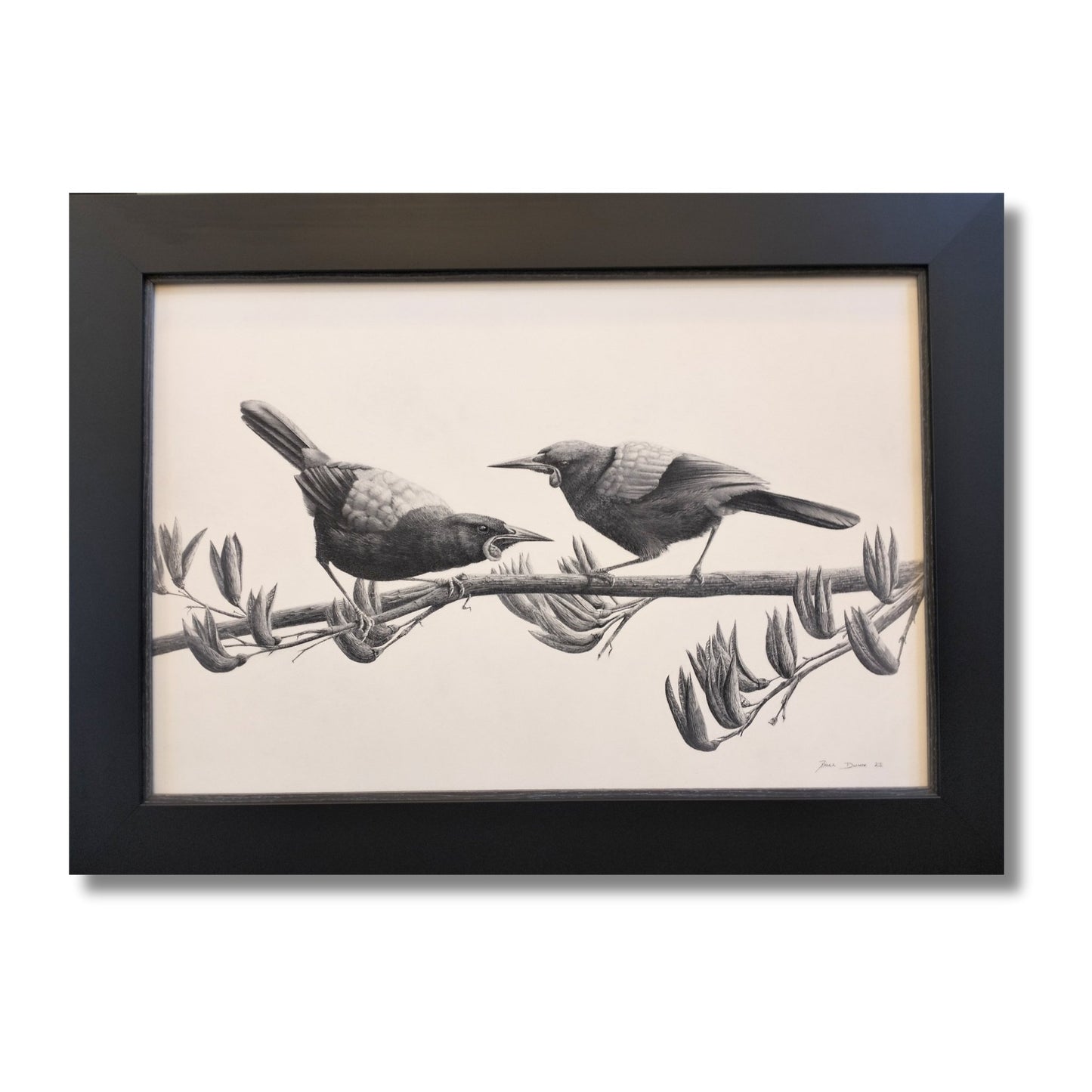 Framed pencil and charcoal drawing of two saddleback birds perched on barbed wire in black frame