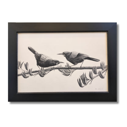 Framed pencil and charcoal drawing of two saddleback birds perched on barbed wire in black frame