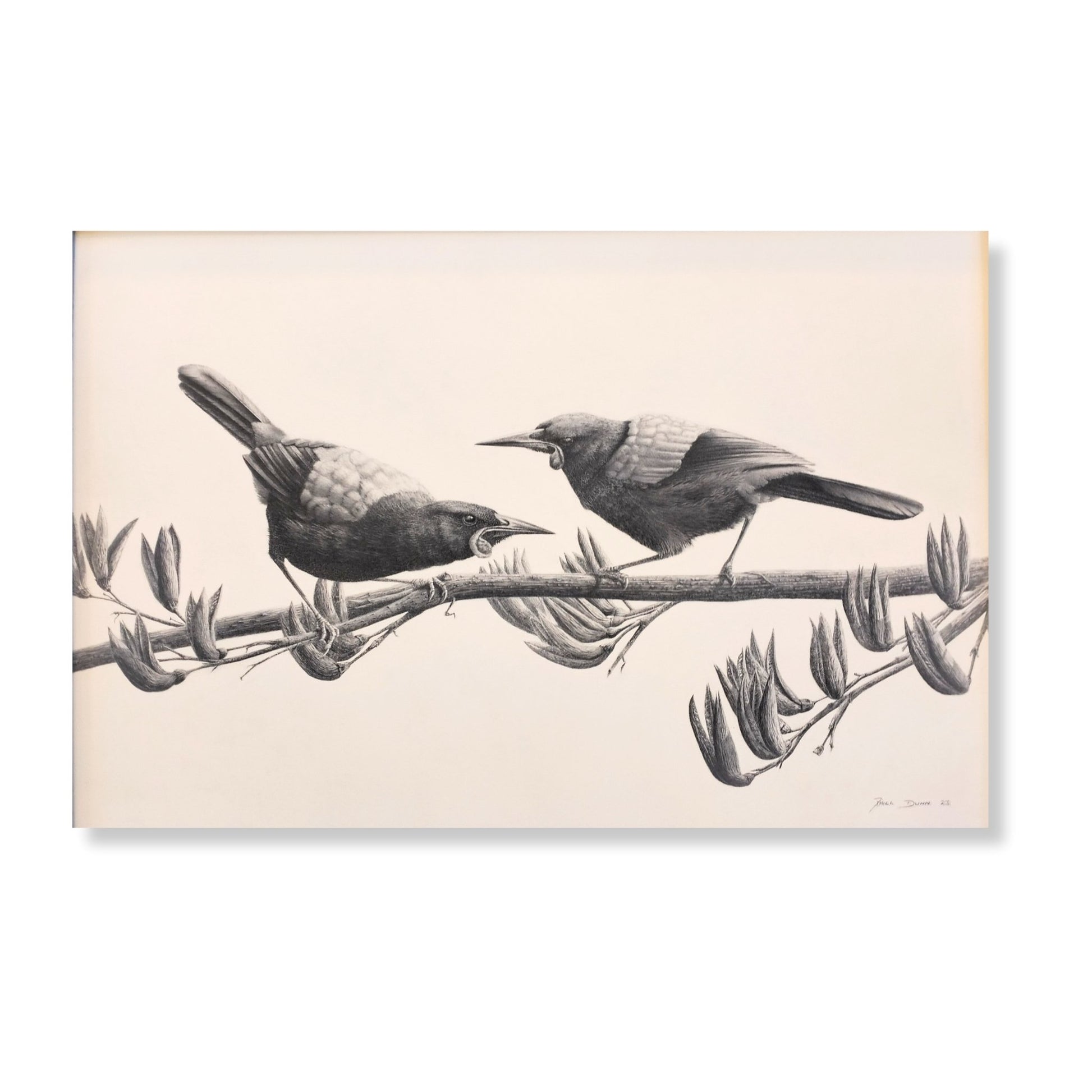 Close-up of detailed pencil drawing showing two tīeke saddlebacks interacting on branch