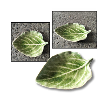 Various Sizes Leaves
