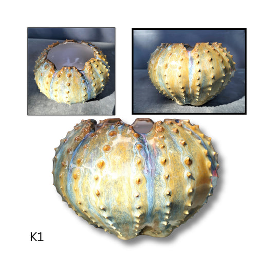 Close-up of a ceramic blue and brown sea urchin shell with detailed texture on a white background.
