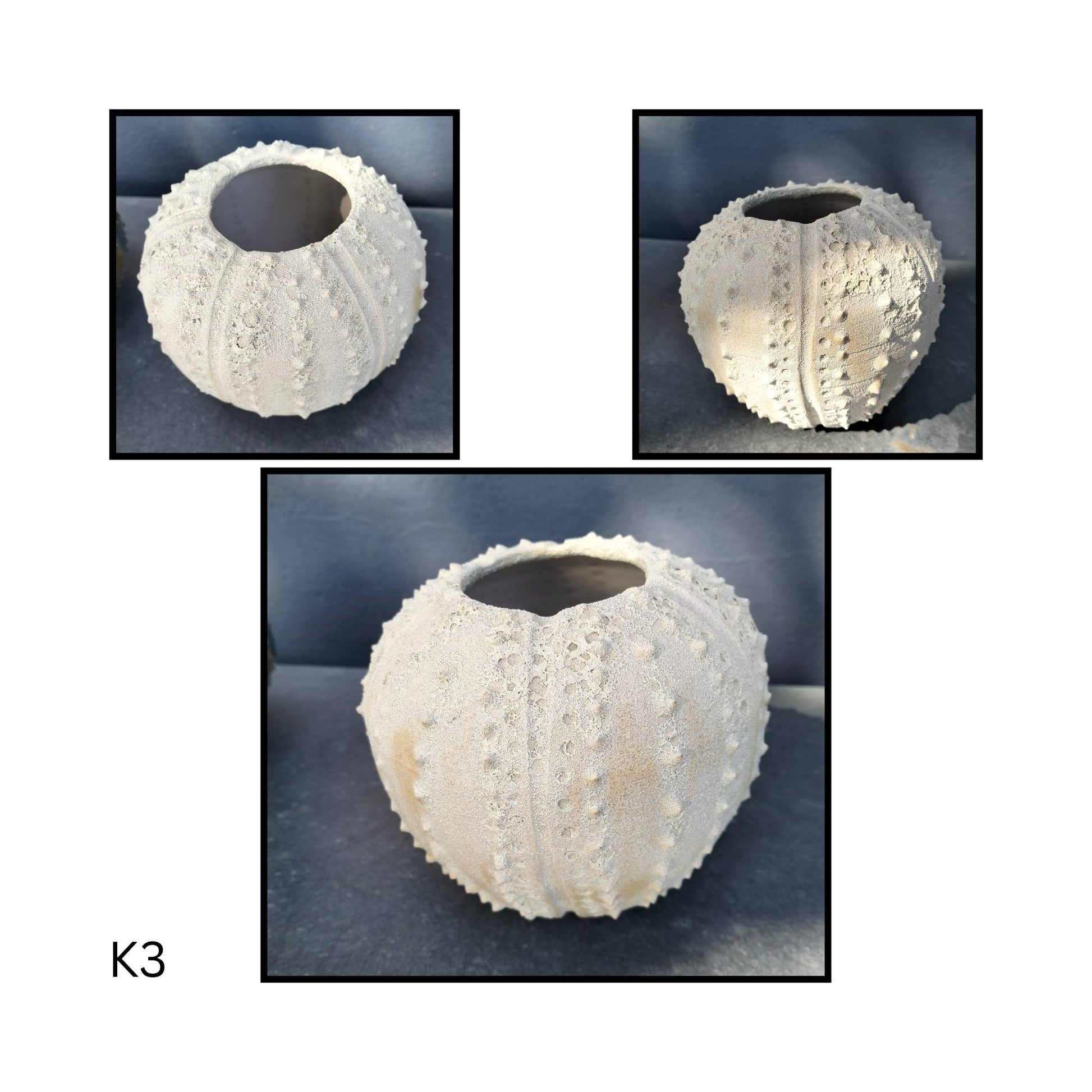 Three views of a white sea urchin shell with a central hole on a dark background.