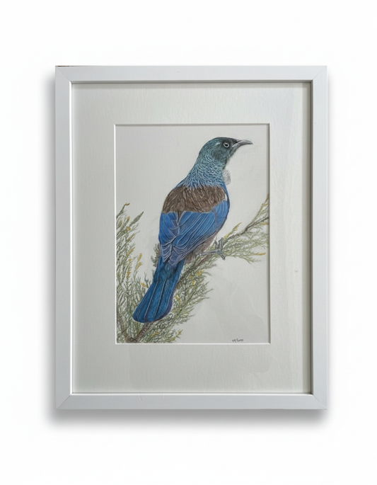 New Zealand Tui - Framed Drawing
