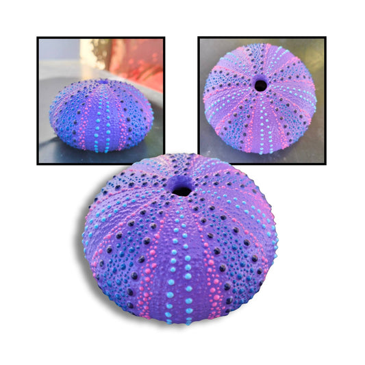 Purple, pink, and blue painted kina shell by Steffi Tregenna.